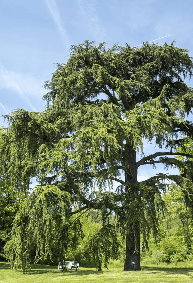 arbre parc