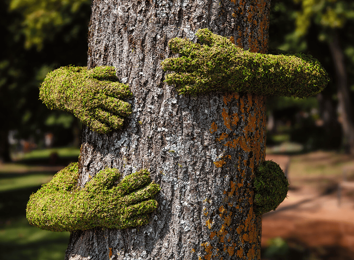 tree hug
