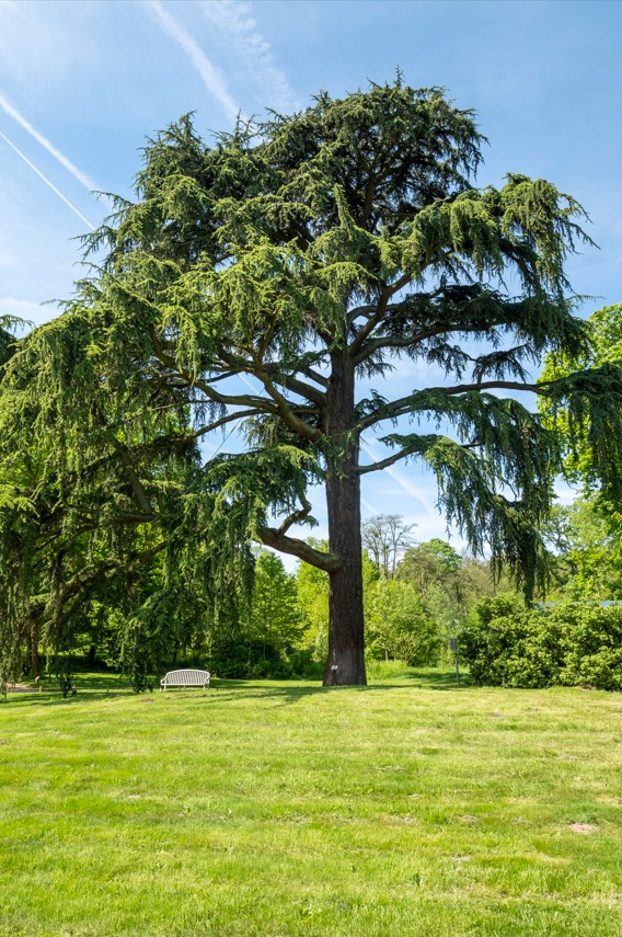 cedre parc maison de chateaubriand chatenay malabry hauts de seine