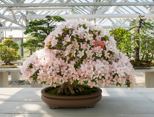 Serre des bonsaïs rendez vous aux jardins